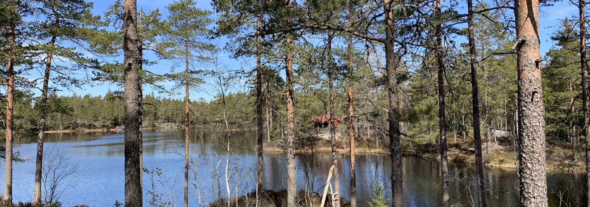 Gåtur skog vann