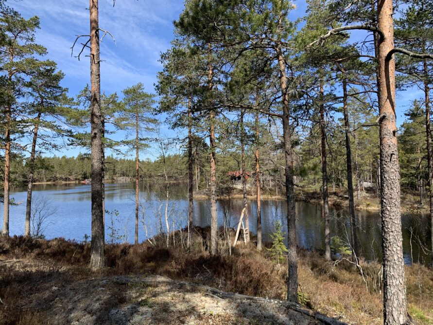 Gåtur skog vann