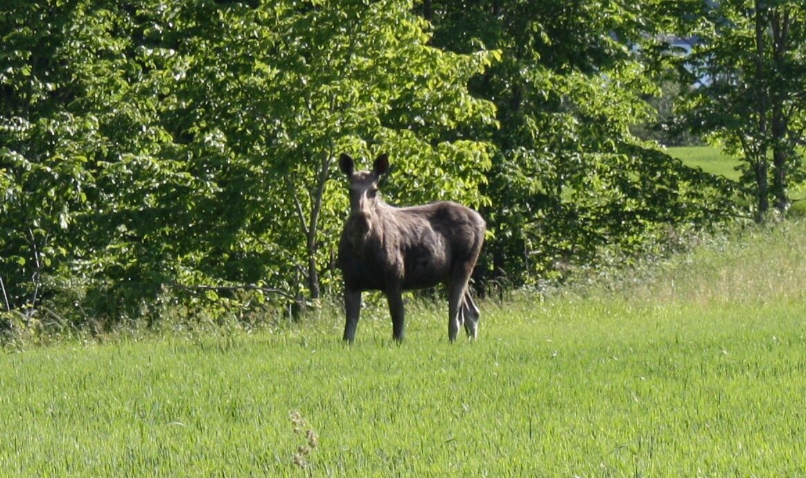 Elgsafari Olberg Camping