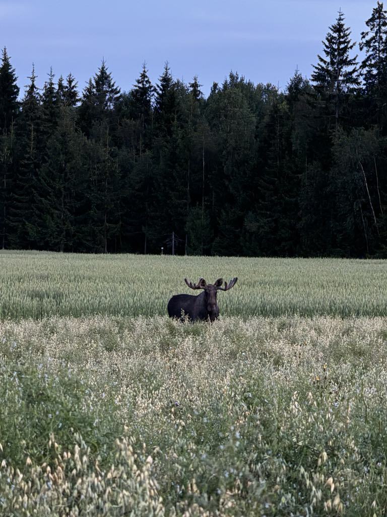 Elgsafari på Olberg Camping