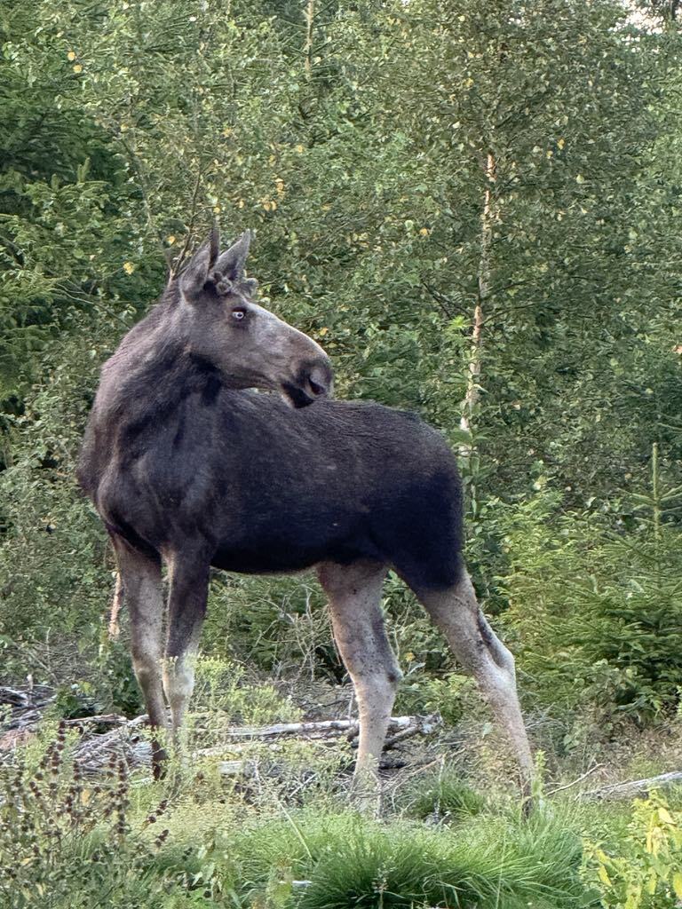 Elgsafari på Olberg Camping